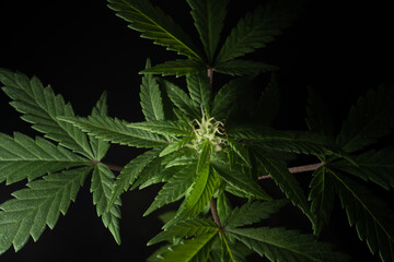 Marijuana cannabis female flower plant macro