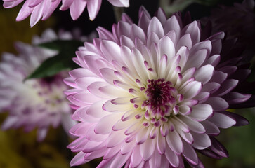 Fototapeta premium macro close up portrait of Chrysanthemums on black background