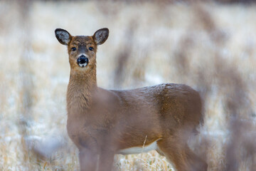 White-tailed deer (Odocoileus virginianus) standing in a clearing with frost on her whiskers and back on a cold morning in autumn. Selective focus, background blur and foreground 
