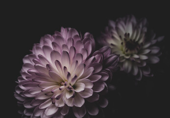 macro close up portrait of Chrysanthemums on black background