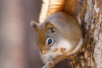 Close up portrait of American Red Squirrel (Tamiasciurus hudsonicus) sitting on a tree limb during autumn. Selective focus, background blur and foreground blur.
