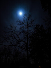 moon shining through a tree on a  cloudy night 