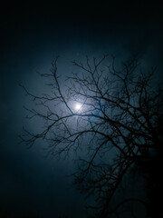 A midnight moon through a leafless tree