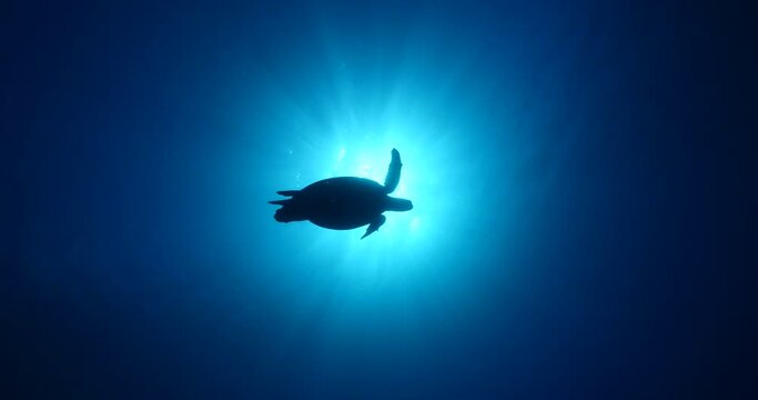 turtle underwater with sun beams and sun rays slow motion blue water ocean scenery 