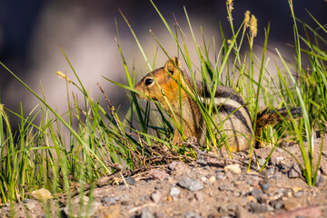 Obraz premium Golden Mantled ground squirrel at Crater Lake National Park