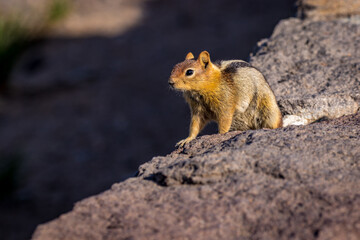 Naklejka na ściany i meble Golden Mantled ground squirrel at Crater Lake National Park