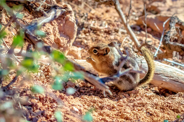 Golden-mantled Ground Squirrel