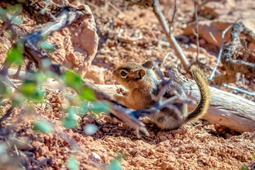Obraz premium Golden-mantled Ground Squirrel