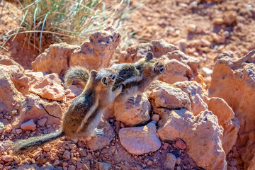 Obraz premium Golden-mantled Ground Squirrels
