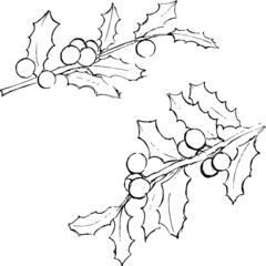 Holly ink illustration. Minimal simple leaves and berries drawings set. Texture monochrome style. Vector artworks set. 