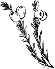 Yew plant ink illustration. Leaves and branches simple artworks set. Monochrome plants drawings set. Vector minimal style. 
