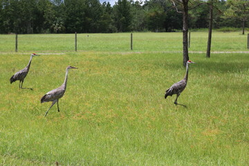 sandhill crane