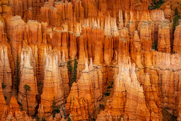 Hoodoos in Bryce Amphitheater