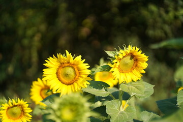 field of sunflowers