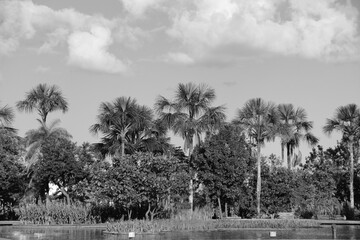 black and white photo of trees