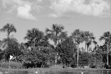 trees in the park