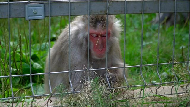 Macaca fuscata behind bars. Japanese macaques in a cage. Monkey in the zoo. An animal in captivity. High quality FullHD footage