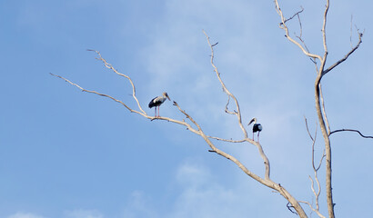 Bird on dried tree with blue sky