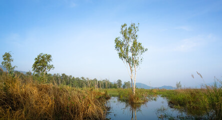 Tree in reservoir with morning sky