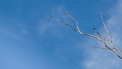 Dried tree with blue sky