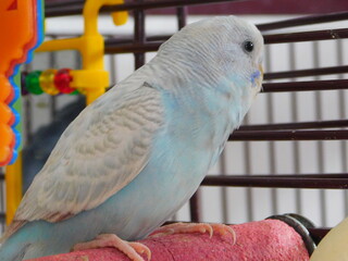 Niylah Clear Wing Parakeet Female