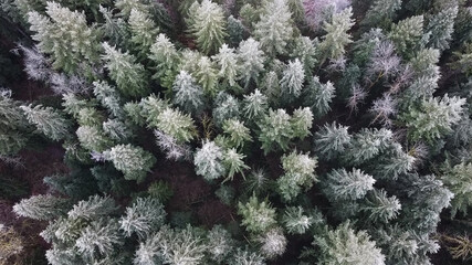 Aerial view of pine trees in a forest covered in winter frost