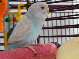 Niylah Clear Wing Parakeet Female