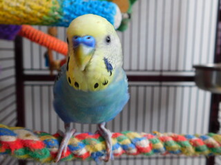 Octavia Male Parakeet