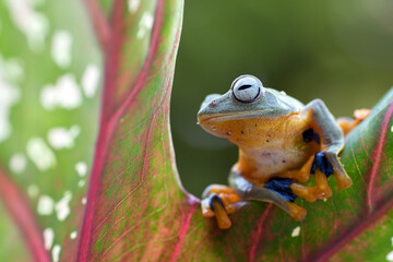 Green tree frog  on bamboo tree