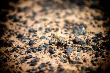 lizard in the Mongolian Gobi