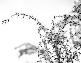 Black and white close up on tall grass branches, with blurry background and textured effect.