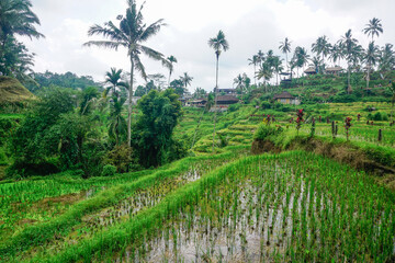 Fototapeta na wymiar Beautiful rice terraces in Bali island