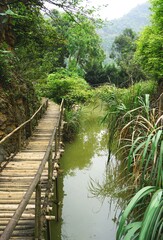 Rustic wooden walkway along a murky green swamp in rural Southeast Asia jungle landscape with hazy mountains visible in the distance
