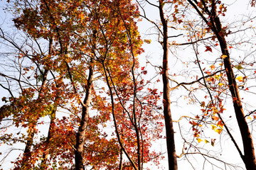 autumn trees in the sky