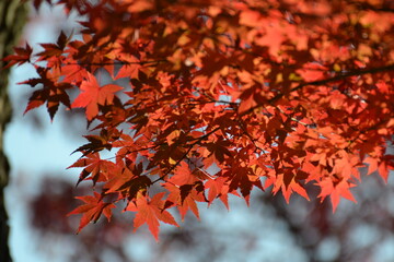 red maple autumn leaves in Osaka Japan.