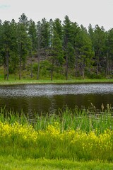 Woods along lake in the Black Hills, South Dakota
