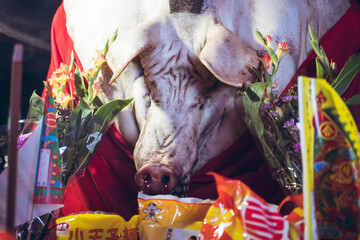 Huge pig exhibited at fair during annual religious festival