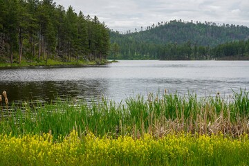 Tall trees and grass on lake in the Black Hills, South Dakota