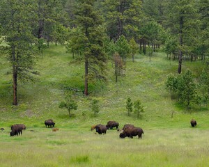 Bison in the Black Hills, South Dakota