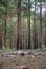 Tall trees in the Black Hills, South Dakota