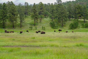 Bison in the Black Hills, South Dakota 2