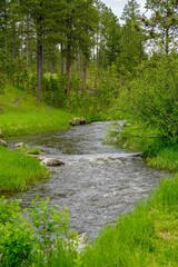 Creek in the Black Hills, South Dakota