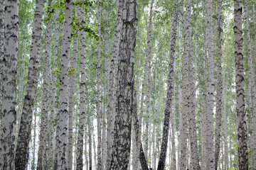 Fototapeta premium tree, forest, birch, for creating textures and background