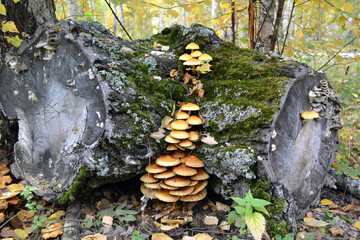 nature, a family of mushrooms opyat on a stump