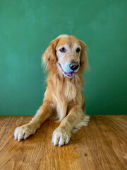 テーブルと犬（大型犬）