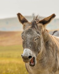 Fototapeta premium Brown wild burro in the Black Hills in South Dakota with eyes closed and mouth open