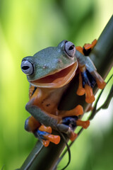 Smiling frog on a bamboo tree