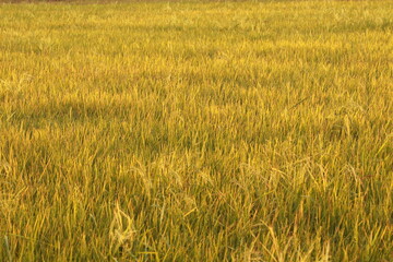 Close up the rice field on sunlight in the morning