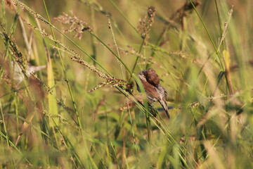 Close up small grey bird in the grass field