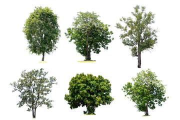 6 trees are the most important thing in the world, Oxygen Production, Temperature control, Balance with nature, Isolated on White Background © jittawit21